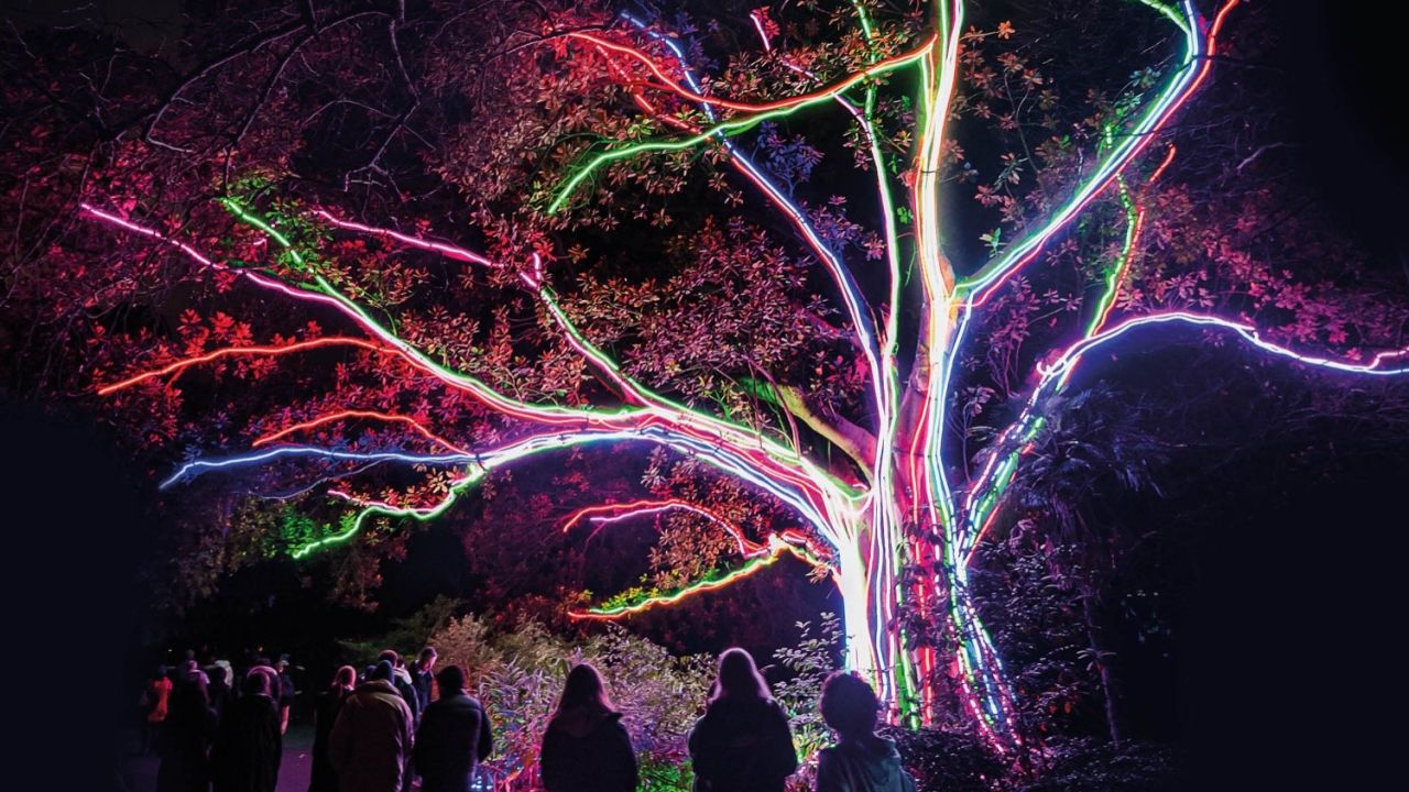 Light up the nights with after-dark Festival treats