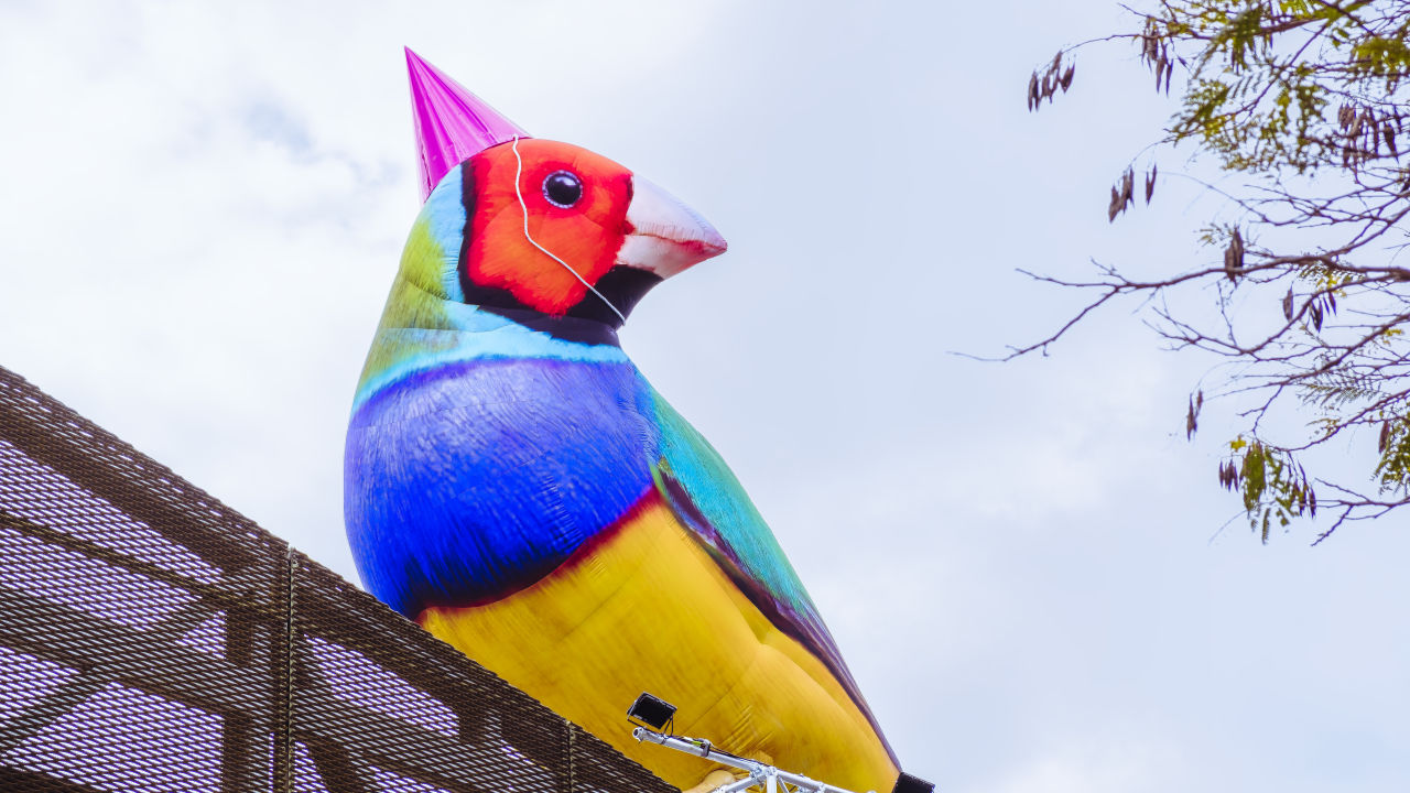 Messengers of Brisbane spread their wings across Queensland