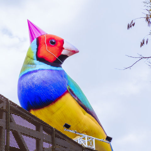 Messengers of Brisbane spread their wings across Queensland