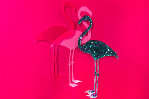 Flamingos